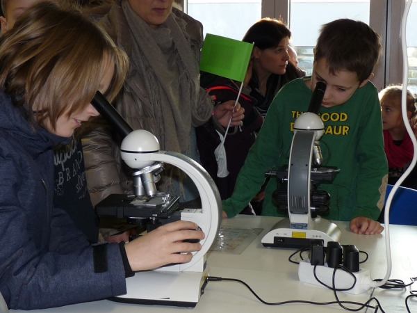 Interessantes unter dem Mikroskop